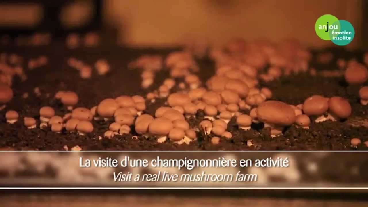 Musée du champignon Anjou émotion YouTube