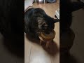 ミルクを飲まないと機嫌が悪くなる激怒猫#shorts