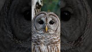 Forest Owl in 4K 🌲🦉 | Nature’s Silent Hunter#nature #shorts#reels
