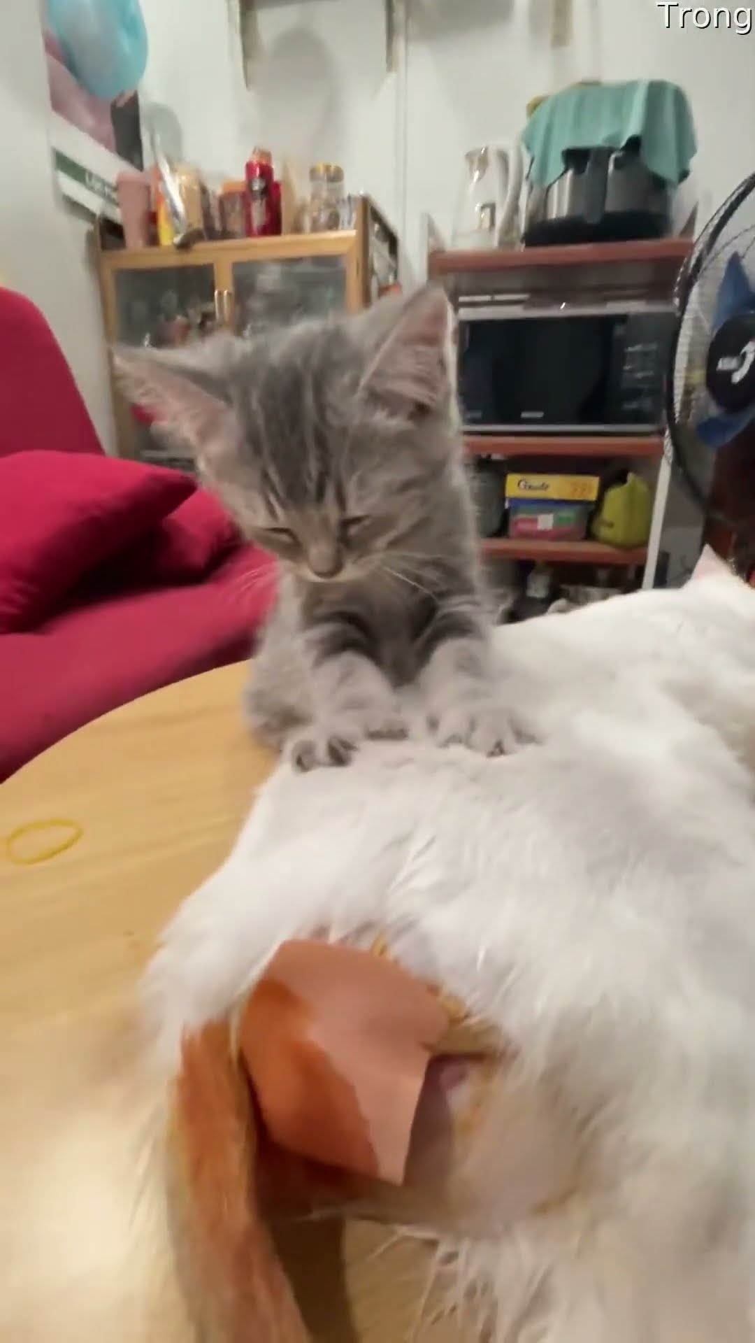 Kitten Gives Injured Cat A Massage || ViralHog