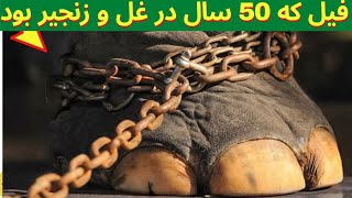 !!!یک فیل به مدت 50 سال در زنجیر کشیده شده بود. فقط ببینید بعد از آزادی چه کار کرد