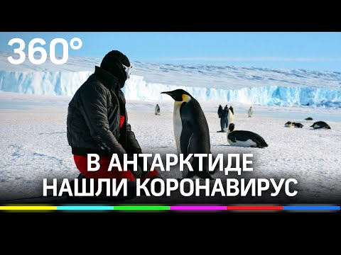 Коронавирус добрался до Антарктиды. Заболели учёные с чилийской станции