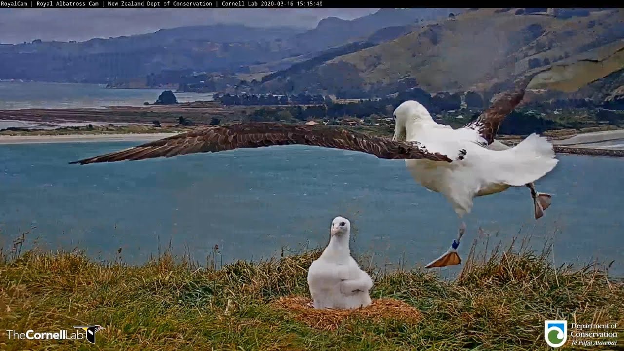 20.03.16 Live Royal Albatross Cam - 今天很熱鬧 Very busy today 
