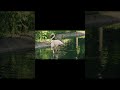 Животный мир 2 #видеокруиз #фламинго #животныймир