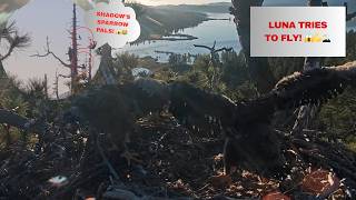Luna Tries To FLY While 2 Tiny Sparrows Play With Shadow! Most Hilarious & Beautiful Day! 😂😱🦅