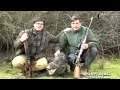 Копия видео Охота в Испании на кабана с собаками,  Wild boar hunting in Spain