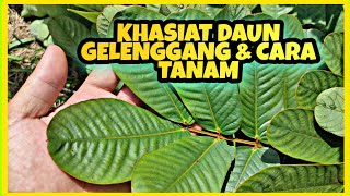 daun gelenggang | khasiat daun gelenggang | cara tanam daun gelenggang | cassia alata | senna alata