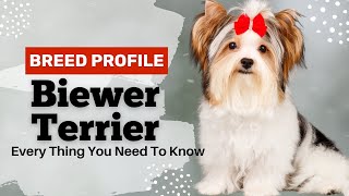 Biewer Terrier|Everything You Need To Know | Watch Before Bring