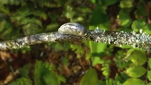 Exploring the limits of real time rendering