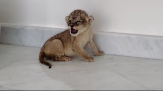 BABY LION 🦁 #lion