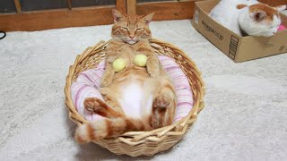 かご猫 Blogの配信のサムネイル画像