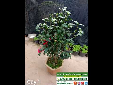 Bán 4 cây hoa trà nhỏ xinh rất đẹp chơi TẾT Bán 4 cây hoa trà nhỏ xinh rất đẹp chơi TẾT