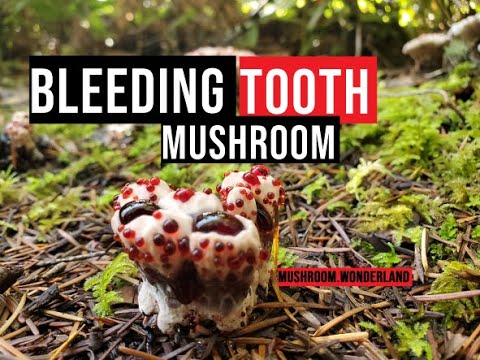 Bleeding Tooth Fungus ; Hydnellum Peckii Explained