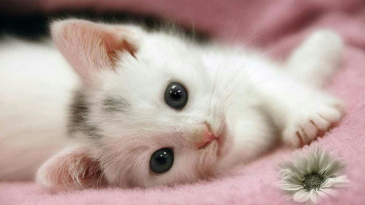 TOP 10 Video Anak Kucing Terlucu Dan Menggemaskan Kumpulan Video