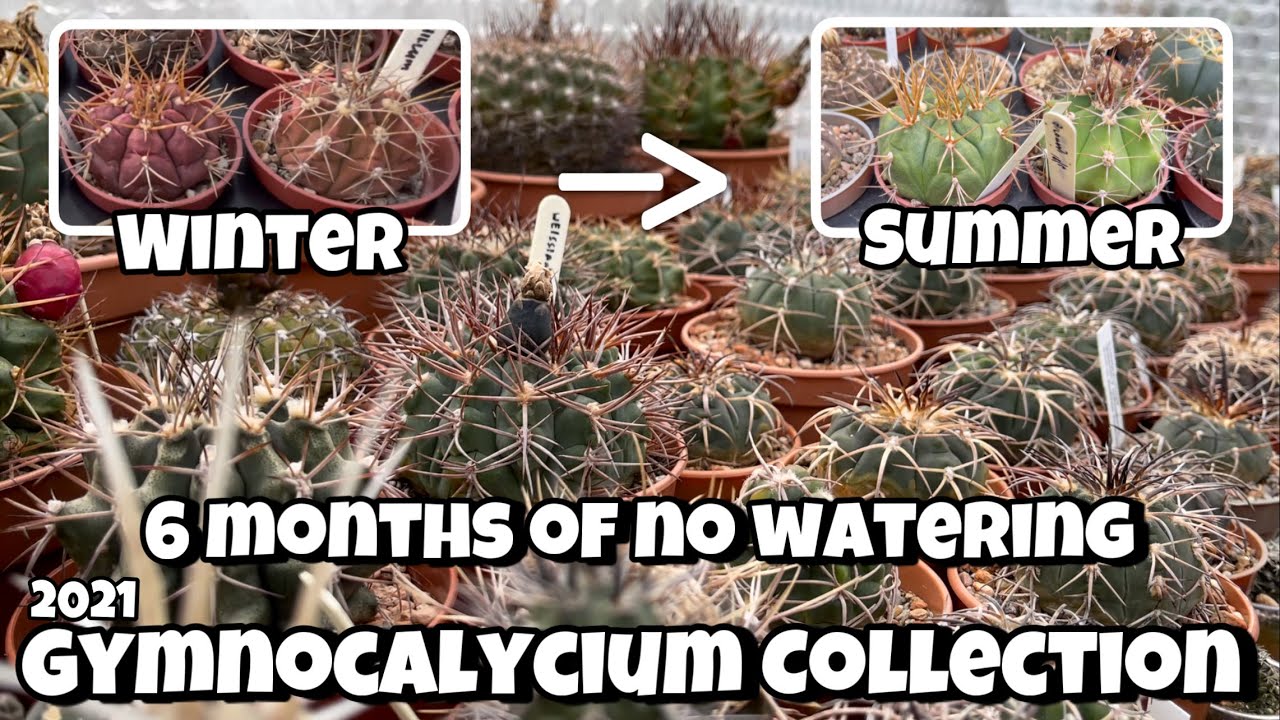 Gymnocalycium Collection Tour Oct 2021 | before and after | Cactus