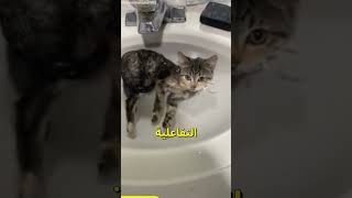 ما هو مدى ذكاء القطط؟ 😺