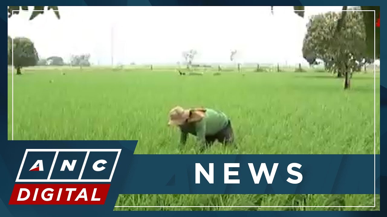 Marcos vows to boost local production to ease food prices | ANC