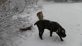 Boerboels of Big Bear, Raya's first snow.