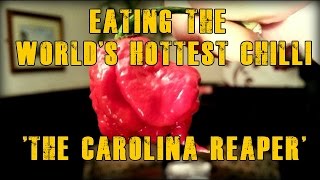 CAROLINA REAPER NEW Worlds Hottest Record Chili Pepper Eating(NEW Guinness World Record Holder (World's Hottest Chili) Eating The Carolina Reaper HP22B chili Pepper pod is taken on by us and the pain, heat of the taste ..., 2013-10-14T17:13:11.000Z)