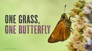 This Butterfly Depends on One Native Grass to Survive