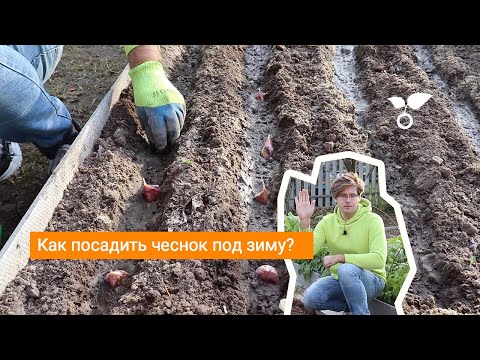 Как посадить чеснок под зиму?