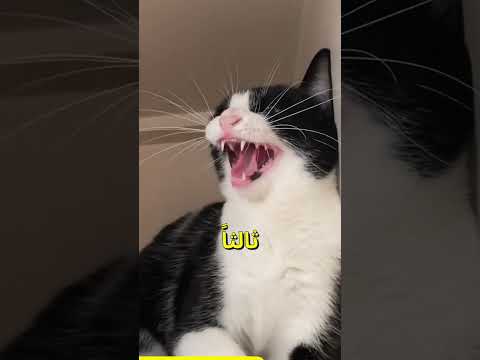 أصوات تصدرها القطط وماذا تعني