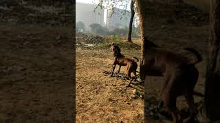 Apbt Dog Jump 6 In 25Kg Chan