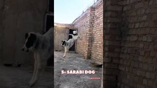 5 Most Dangerous Dog Breed  #shorts