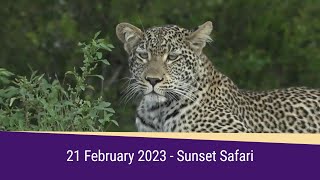 SafariLIVE Sunset Highlights 21 February 2023