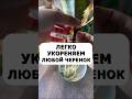 Вот так я укореняю любые черенки за один день #огород #дача #сад #черенки #цветы