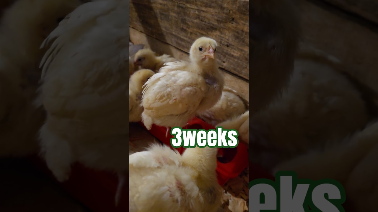 Cornish Cross Meat Birds | 3 Week Update