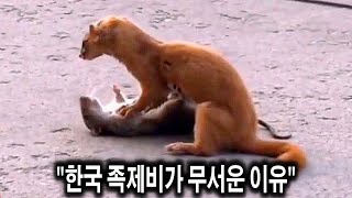 양계장에 뜨면 작살 나는 의외의 동물들