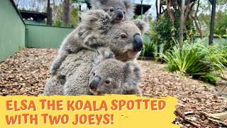 Double (Koala) Trouble with Elsa the Koala | Australian Reptile Park