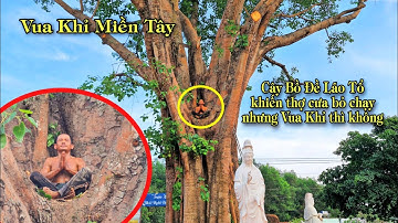 Cây Bồ Đề Lão Tổ linh thiêng khiến bao thợ cưa phải chạy mất dép nhưng "Vua Khỉ Miền Tây" thì không