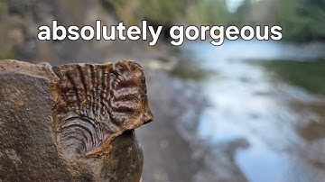 Beautiful ammonite finds in fresh rock fall !!!