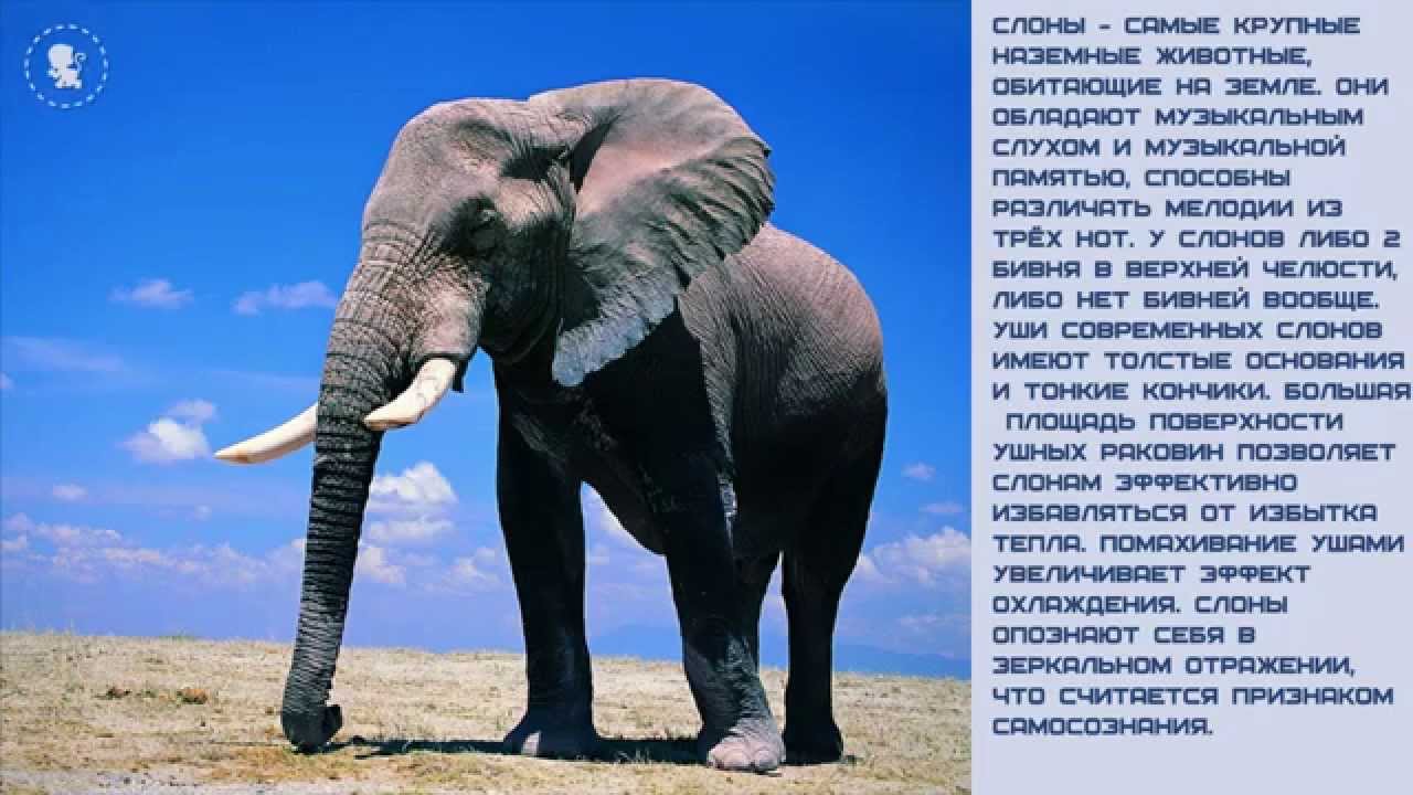 пропускаем картинки слон и информация кого