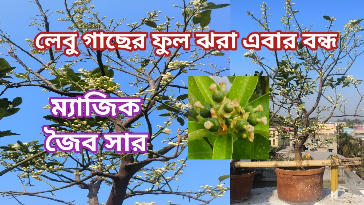 লেবুর ফুল ও গুটি ঝরা বন্ধ করার সঠিক পদ্ধতি /how to stop lemon flower and  fruit drop. #viral #trend 