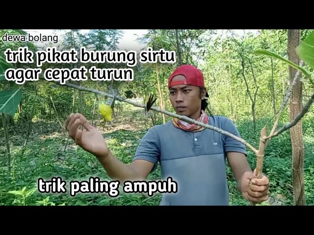 cara paling ampuh pikat burung sirtu susah turun class=