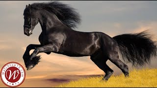 Top 10 MOST BEAUTIFUL and Expensive Horse Breeds in the World | 2020