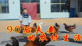 陕北农村老家，小高父亲收获了30000斤玉米，庄户人一年的收入