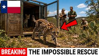 Texas Had 14 Pure Ocelots Left — What Scientists Did 20 Years Later Was Impossible