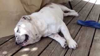 Bulldog panting sound - Augustus the English Bulldog by Pup Property 9,154 views 8 years ago 38 seconds