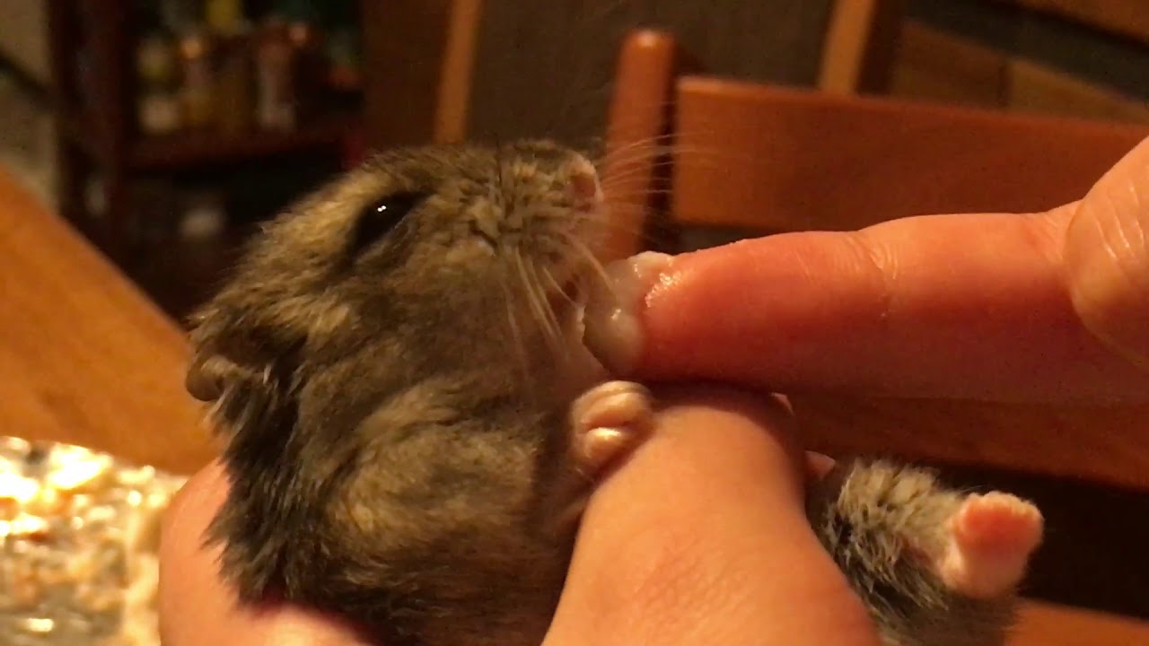 Hamster licking Yogurt from Finger YouTube