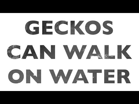 How do geckos walk on water?