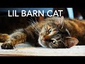 Hit by a car! What happened 6 months later? A Day in the Life of Lil Barn Cat