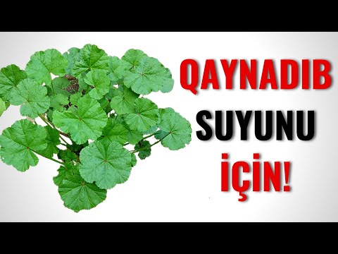 Video: Bitkilər suyu oksigenlə təmin edəcəkmi?