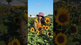 Sunflower Field in Las Vegas | Local Adventurer #shorts