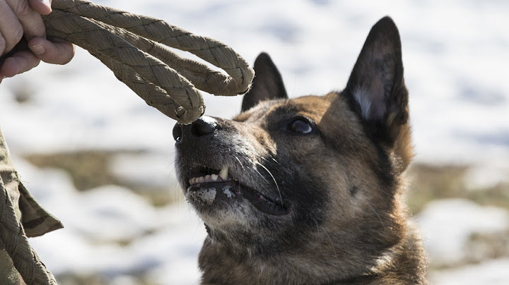 DOD report: Former US Army dogs were mistreated