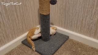 Kitten Does The Cutest Thing Tiny Tango Throwback