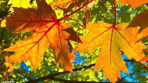 West Michigan’s fall colors delayed